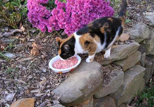 raw-feeding-cats-healthy-cat-diet-big-paws